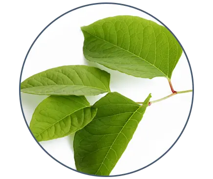 Giant Knotweed